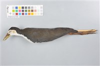 藏品(白腹秧雞)的圖片